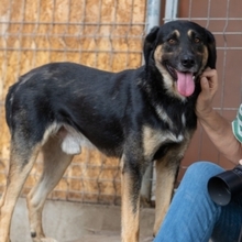 MAX, Hund, Mischlingshund in Rumänien - Bild 14
