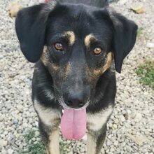 MAX, Hund, Mischlingshund in Rumänien - Bild 15