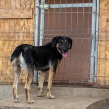 MAX, Hund, Mischlingshund in Rumänien - Bild 16