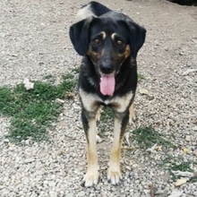 MAX, Hund, Mischlingshund in Rumänien - Bild 18