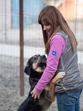 MAX, Hund, Mischlingshund in Rumänien - Bild 2