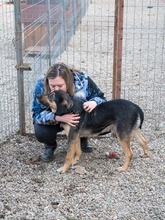 MAX, Hund, Mischlingshund in Rumänien - Bild 3