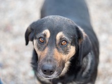 MAX, Hund, Mischlingshund in Rumänien - Bild 4