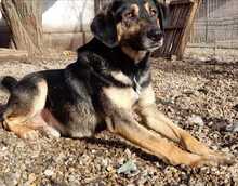 MAX, Hund, Mischlingshund in Rumänien - Bild 6
