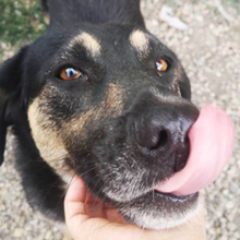MAX, Hund, Mischlingshund in Rumänien - Bild 7