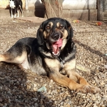 MAX, Hund, Mischlingshund in Rumänien - Bild 8