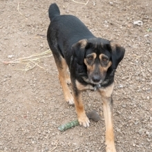 MAX, Hund, Mischlingshund in Rumänien - Bild 9