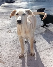 NELLY, Hund, Mischlingshund in Kroatien - Bild 1