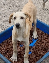 NELLY, Hund, Mischlingshund in Kroatien - Bild 10