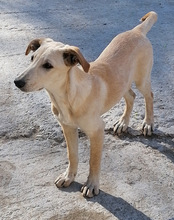 NELLY, Hund, Mischlingshund in Kroatien - Bild 12
