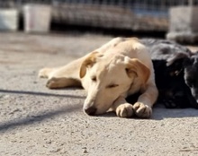 NELLY, Hund, Mischlingshund in Kroatien - Bild 14
