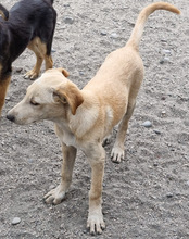 NELLY, Hund, Mischlingshund in Kroatien - Bild 15