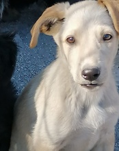 NELLY, Hund, Mischlingshund in Kroatien - Bild 2