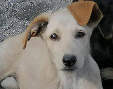 NELLY, Hund, Mischlingshund in Kroatien - Bild 4