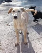 NELLY, Hund, Mischlingshund in Kroatien - Bild 8