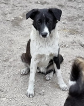 NEHA, Hund, Mischlingshund in Kroatien - Bild 6