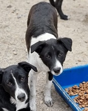 NEHA, Hund, Mischlingshund in Kroatien - Bild 8