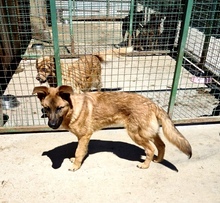 TOBBI, Hund, Mischlingshund in Kroatien - Bild 3