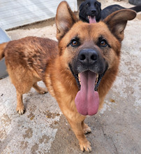 TOBBI, Hund, Mischlingshund in Kroatien - Bild 5