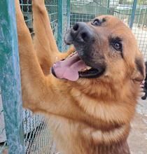 TOBBI, Hund, Mischlingshund in Kroatien - Bild 7