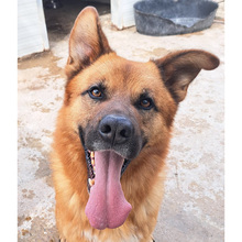 TOBBI, Hund, Mischlingshund in Kroatien - Bild 8