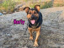 HARLY, Hund, Mischlingshund in Russische Föderation - Bild 2