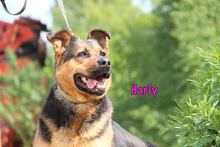 HARLY, Hund, Mischlingshund in Russische Föderation - Bild 3