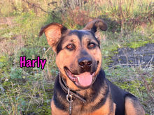HARLY, Hund, Mischlingshund in Russische Föderation - Bild 4