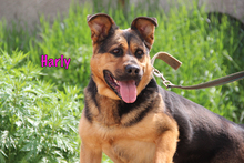 HARLY, Hund, Mischlingshund in Russische Föderation - Bild 6