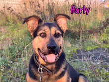 HARLY, Hund, Mischlingshund in Russische Föderation - Bild 7