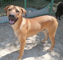 PITRI, Hund, Mischlingshund in Kroatien - Bild 10