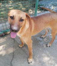 PITRI, Hund, Mischlingshund in Kroatien - Bild 11