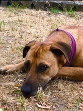PITRI, Hund, Mischlingshund in Kroatien - Bild 3