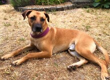 PITRI, Hund, Mischlingshund in Kroatien - Bild 4