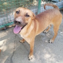 PITRI, Hund, Mischlingshund in Kroatien - Bild 9