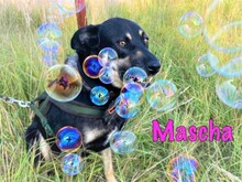 MASCHA, Hund, Mischlingshund in Russische Föderation - Bild 1