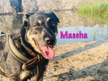MASCHA, Hund, Mischlingshund in Russische Föderation - Bild 11