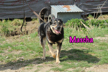 MASCHA, Hund, Mischlingshund in Russische Föderation - Bild 12