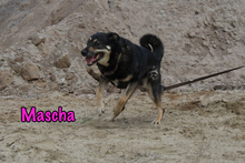 MASCHA, Hund, Mischlingshund in Russische Föderation - Bild 14
