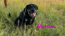 MASCHA, Hund, Mischlingshund in Russische Föderation - Bild 16