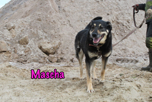 MASCHA, Hund, Mischlingshund in Russische Föderation - Bild 17