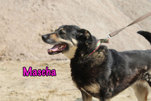 MASCHA, Hund, Mischlingshund in Russische Föderation - Bild 28