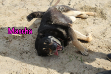 MASCHA, Hund, Mischlingshund in Russische Föderation - Bild 29