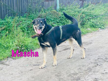 MASCHA, Hund, Mischlingshund in Russische Föderation - Bild 3