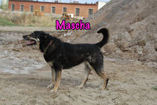 MASCHA, Hund, Mischlingshund in Russische Föderation - Bild 32