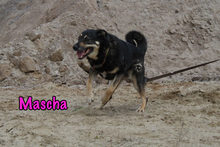 MASCHA, Hund, Mischlingshund in Russische Föderation - Bild 33