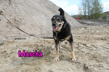 MASCHA, Hund, Mischlingshund in Russische Föderation - Bild 34