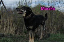 MASCHA, Hund, Mischlingshund in Russische Föderation - Bild 5