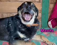 MASCHA, Hund, Mischlingshund in Russische Föderation - Bild 6