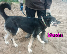 MASCHA, Hund, Mischlingshund in Russische Föderation - Bild 8